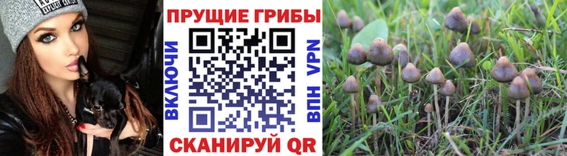 Псилоцибиновые грибы Psilocybe  дарк нет формула  Трубчевск  где купить наркотик 